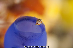 "Lady Bug" amphipod, Komodo ~ Indonesia by Jeannette Howard 
